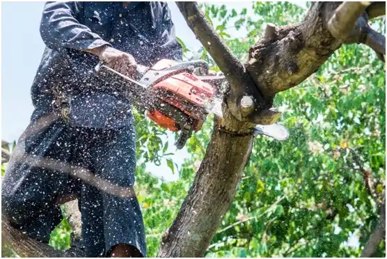 tree services Brownsville